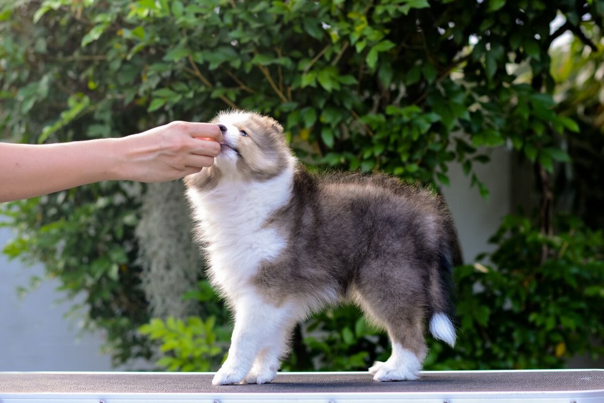 Поощрение щенка лакомством