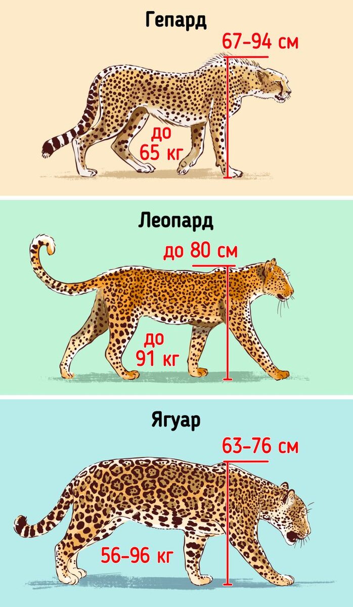 Габариты леопарда. Ягуар гепард и леопард различия. Ягуар леопард гепард отличия. Леопард гепард Ягуар. Ягуар и леопард отличия пантера.