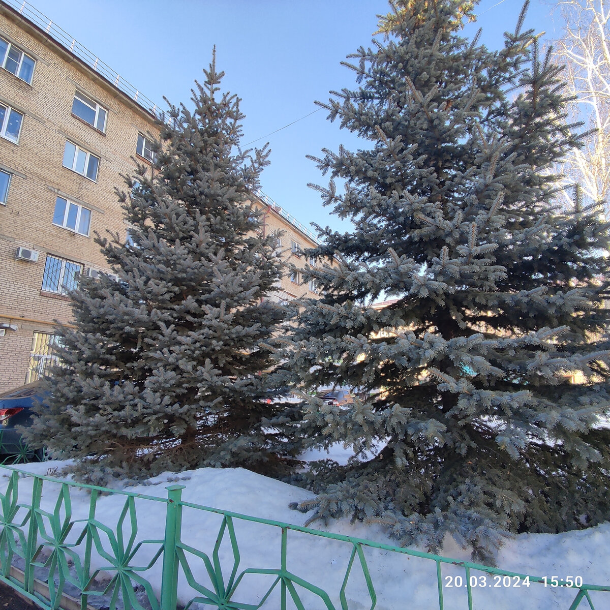 Голубая ель. 