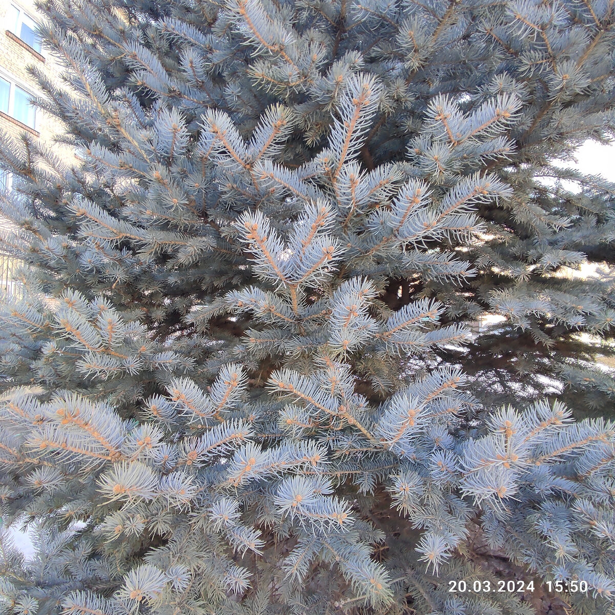 Голубая ель. 