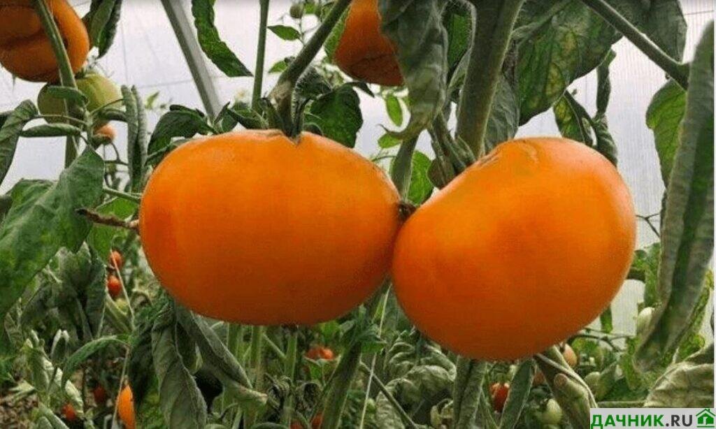  Сладкий сорт помидоров Званый вечер выделяется среди других разновидностей высокими показателями урожайности и привлекательным внешним видом.