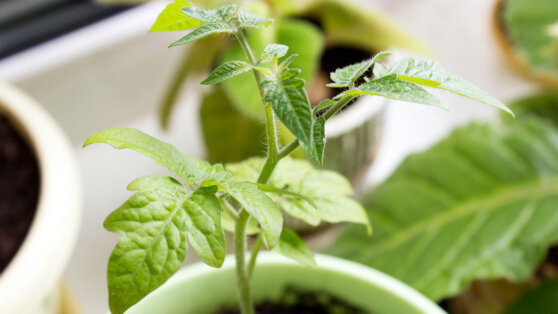    Рассада бледнеет: как вернуть ей здоровый цвет Татьяна Сидорова