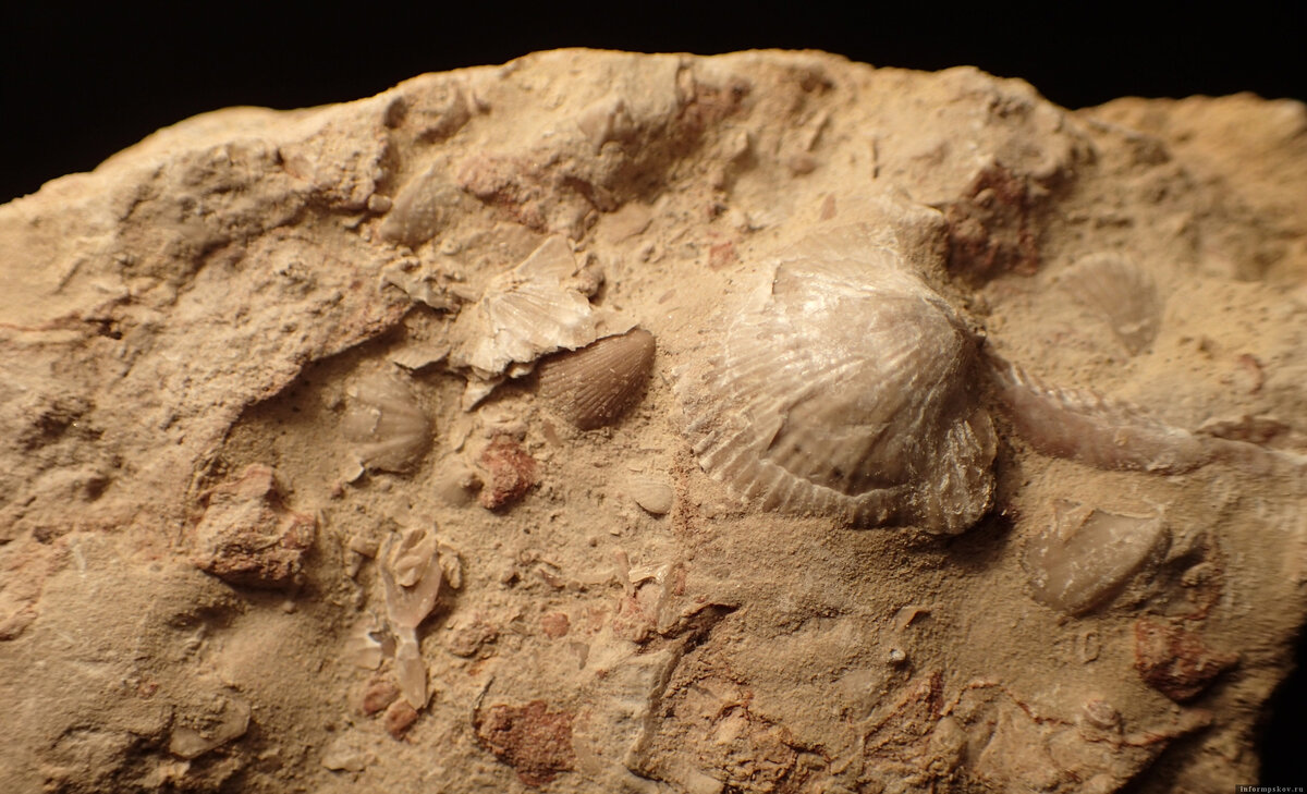 Фото здесь и далее: Дмитрий Замиралов