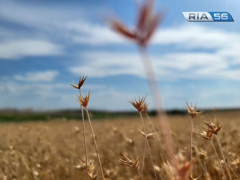    В Оренбуржье прогнозируется благоприятная весна и засушливое лето Кристина Просвиркина
