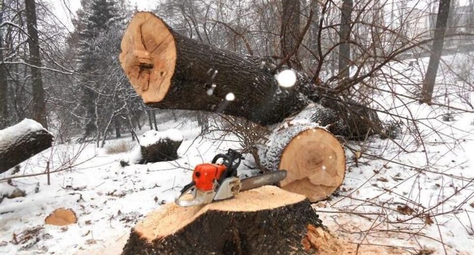    Пресс-служба Комлесхоза МО