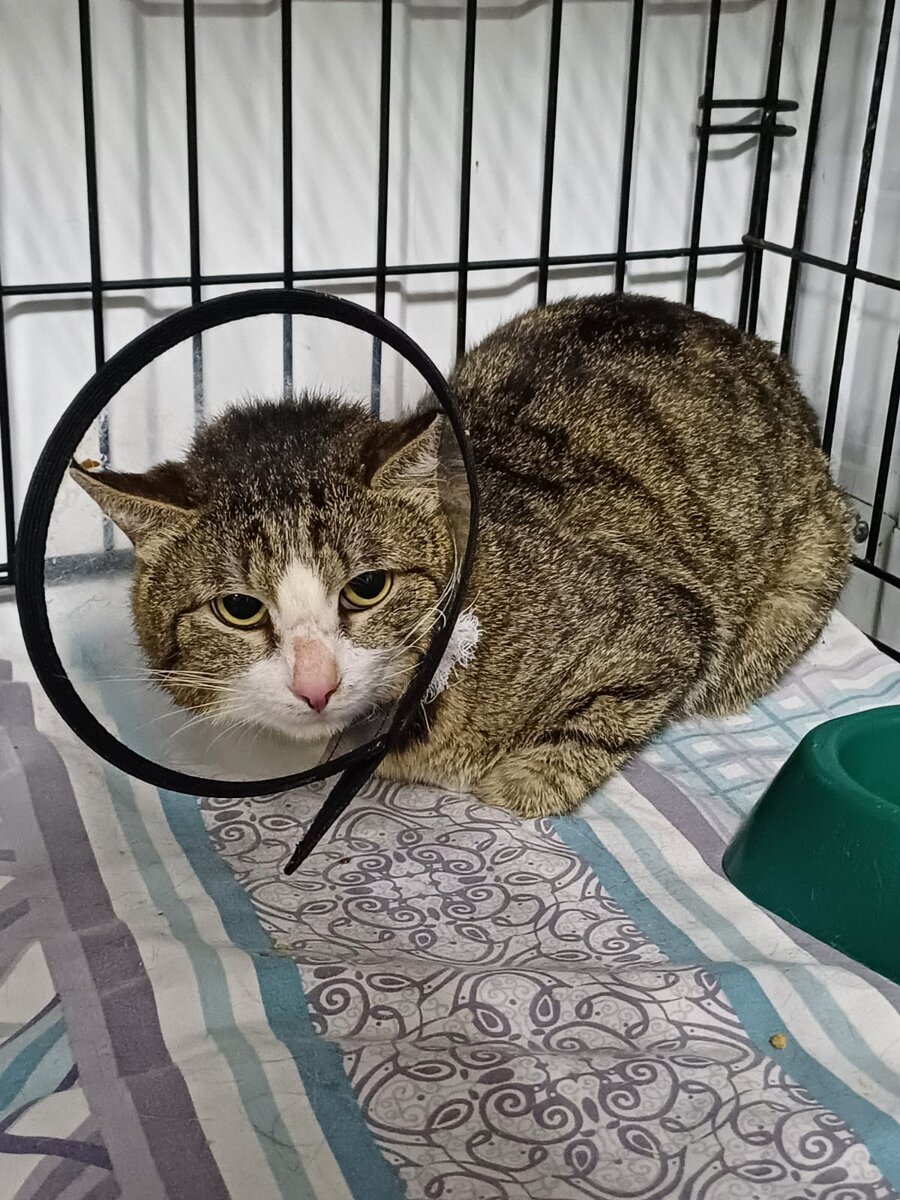 Орк Саурфанг уже в приюте. Ещё очень трусит.