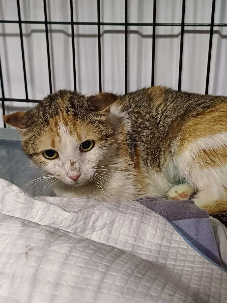 Жужа. Очень очень боится. Шипит