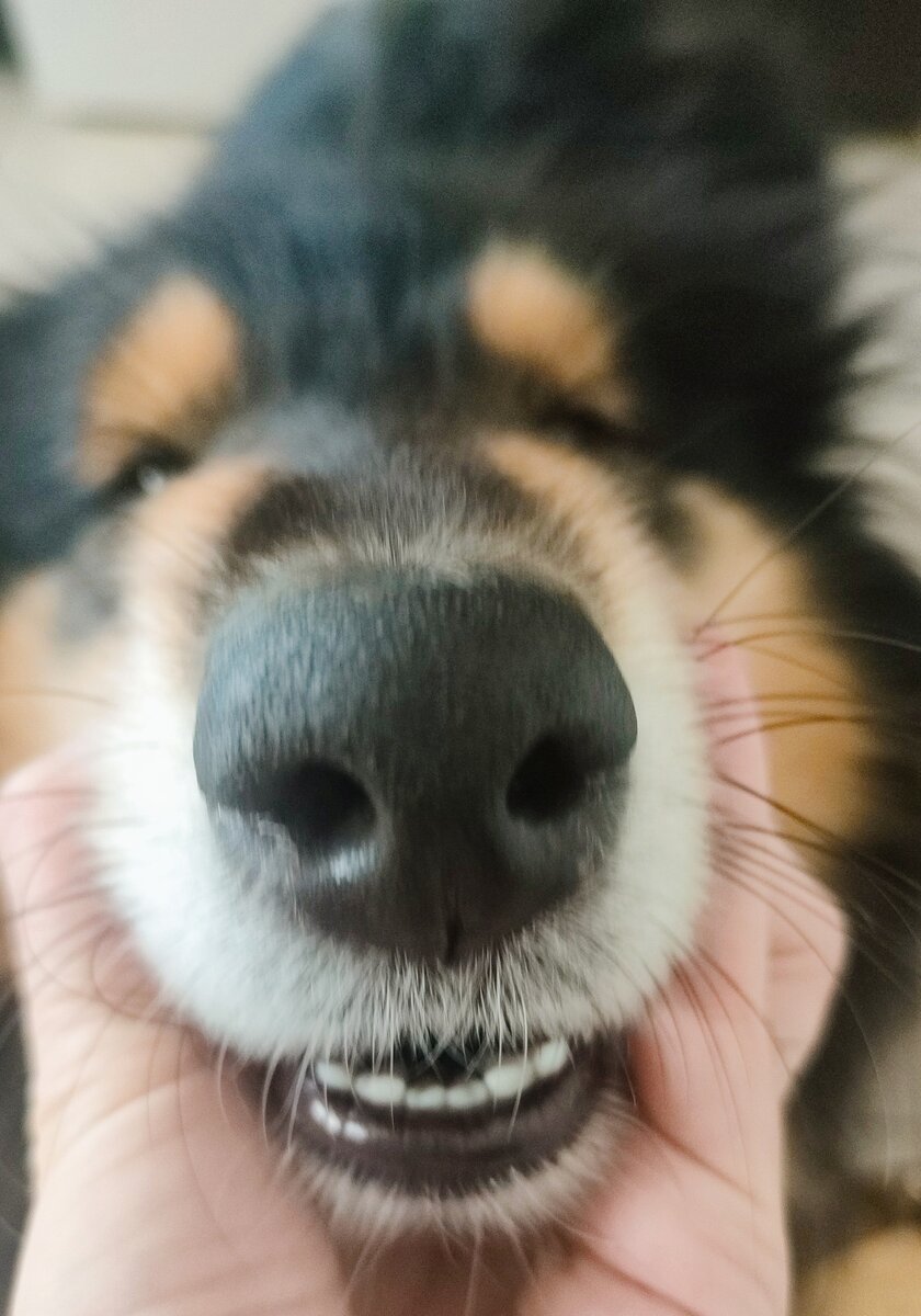 Любимый нос