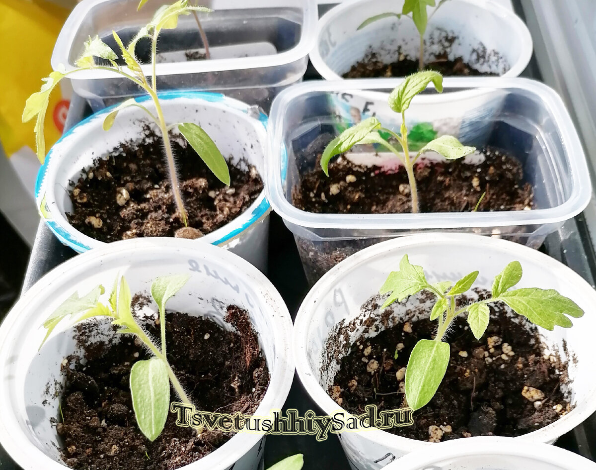 почему не растет рассада. рассада томатов. рассада помидор. недельная рассада помидор. пикировка томатов.