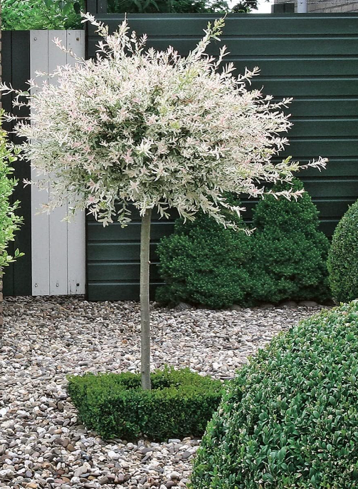 Ива Харуки на штамбе