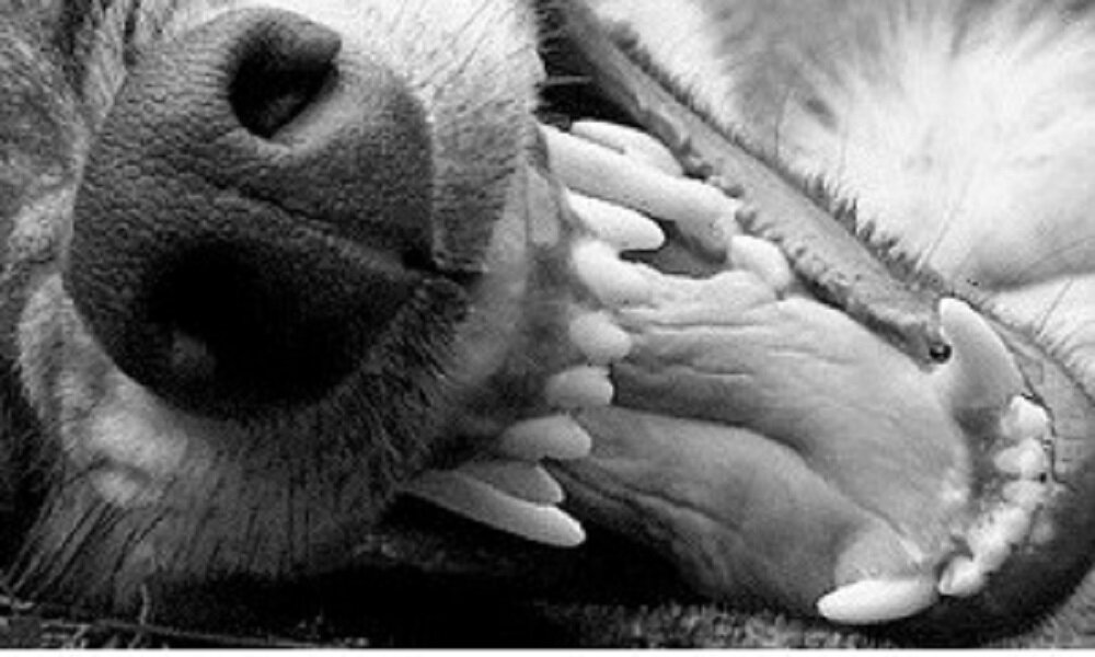 Иллюстрация из книги автора.