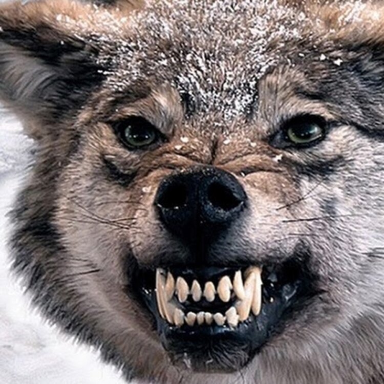 Иллюстрация взята с https://belon.club/uploads/posts/2023-04/thumbs/1681322663_belon-club-p-volk-oskal-pinterest-53.jpg