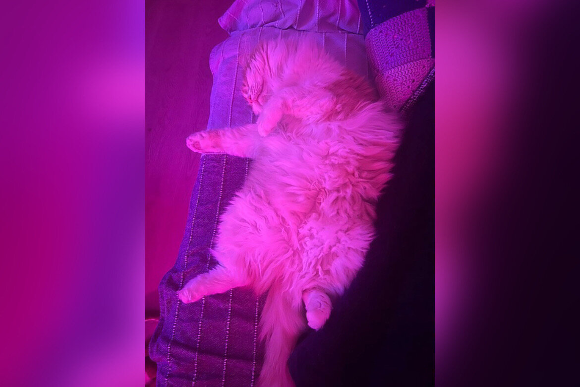 Порция счастья! | Центр помощи кошкам «Муркоша» | Дзен