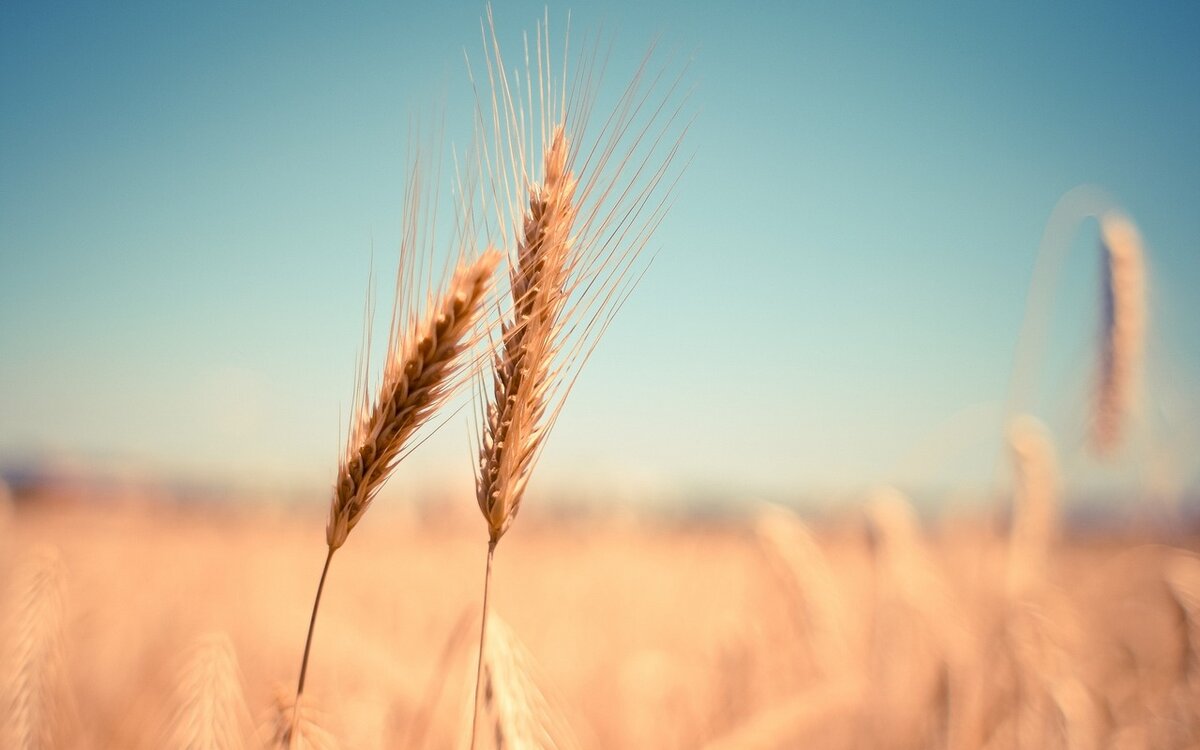    История повторяется: еще одно предприятие известных курских предпринимателей Букиных признано банкротом Фото с loon.site