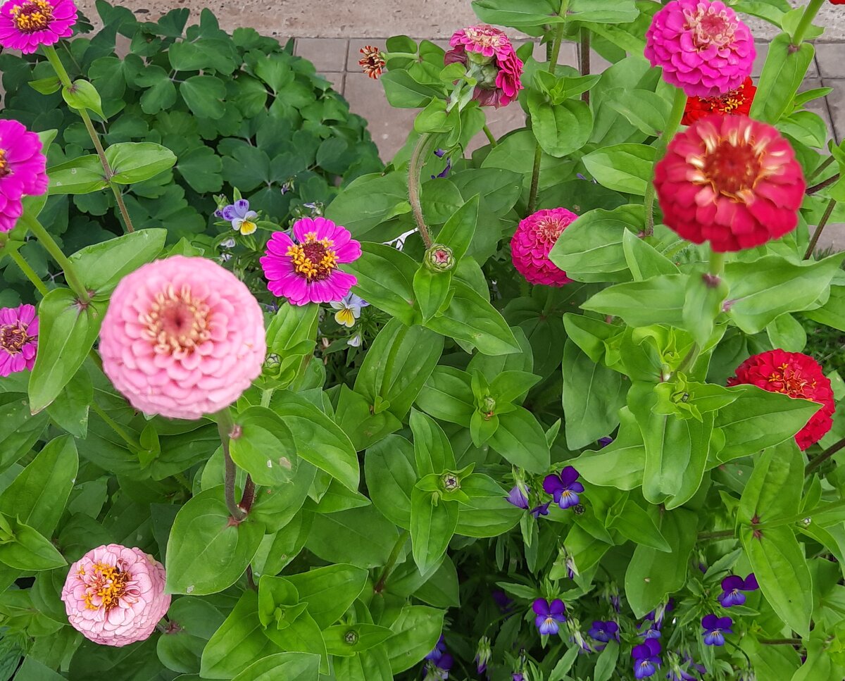 Циннии. Сезон 2023.