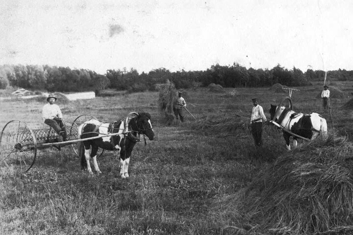 С 1930-ых и вплоть до распада СССР конструкция конных граблей ничуть не менялась. Фото из открытых источников.