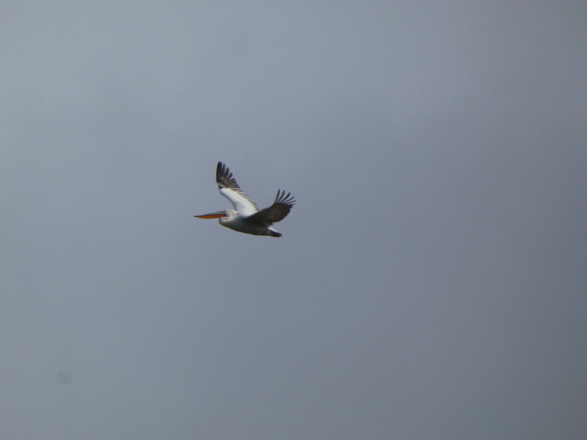 кудрявый пеликан