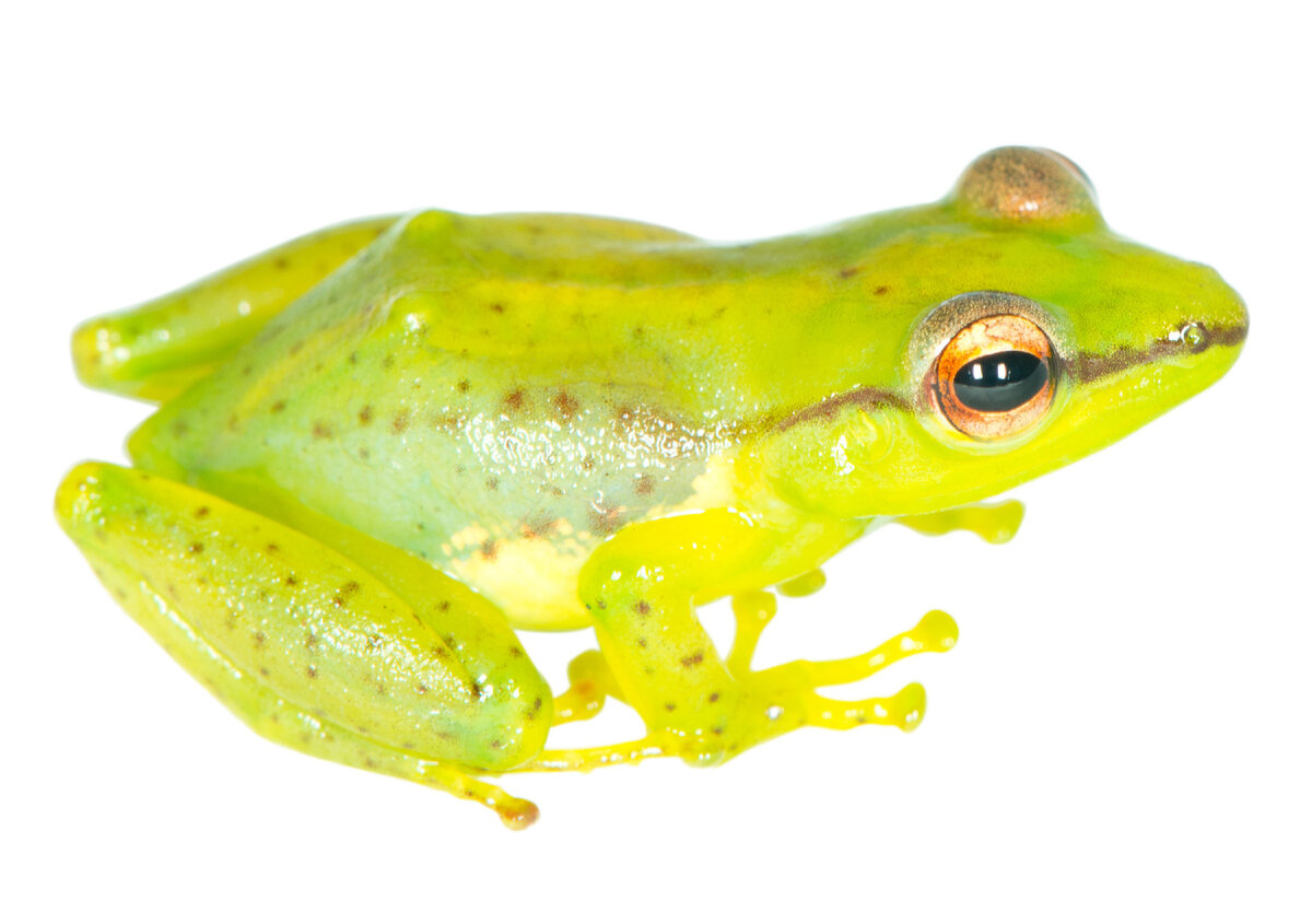 Guibemantis pulcherrimus