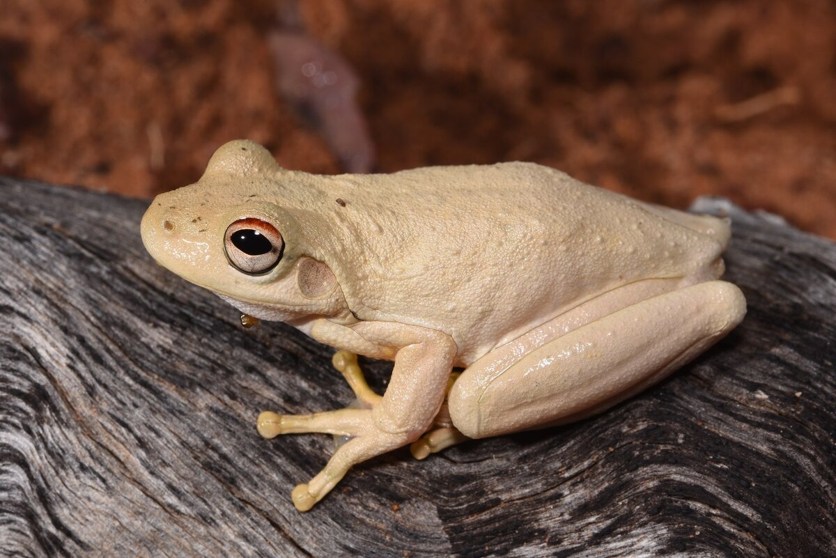 Litoria ridibunda 