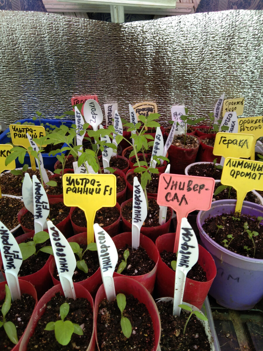 Что я ем на ПП.Третий день ВП.Хлеб. Мед.Киви.Квашеная капуста ...