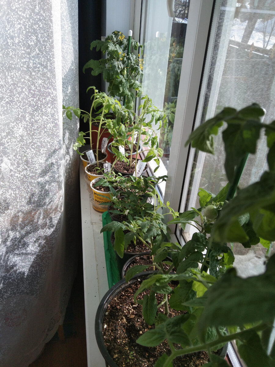 Что я ем на ПП.Третий день ВП.Хлеб. Мед.Киви.Квашеная капуста ...