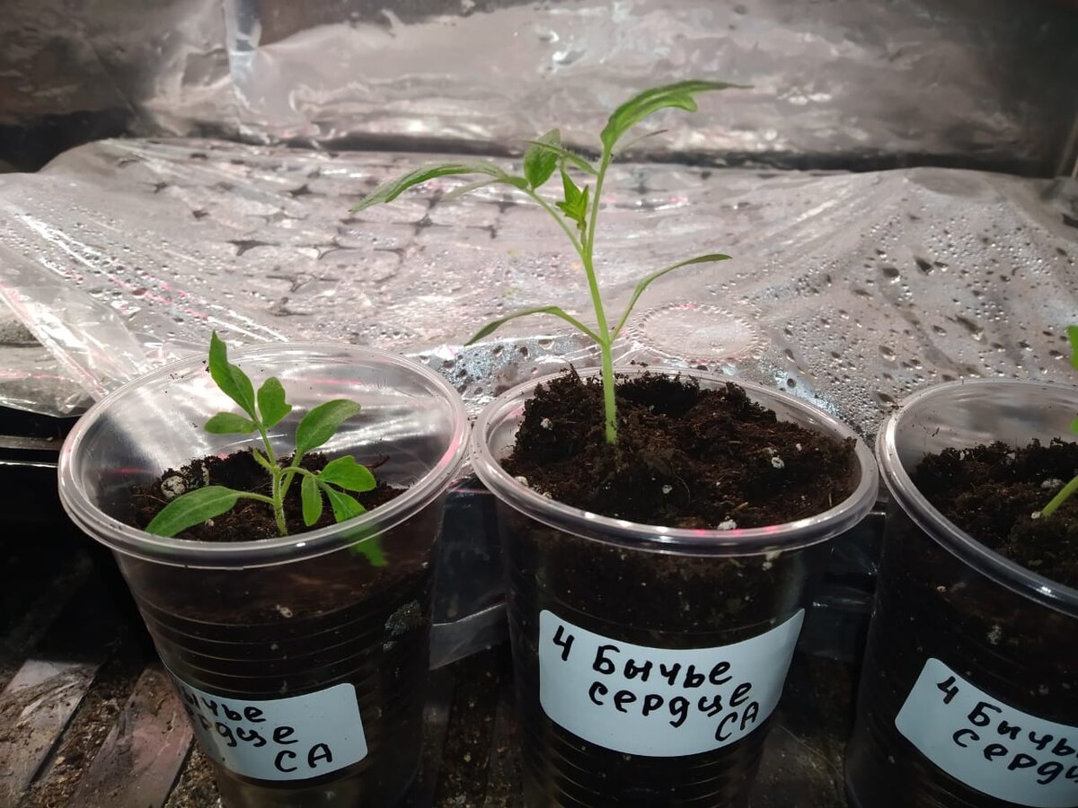 Бычье сердце 2024