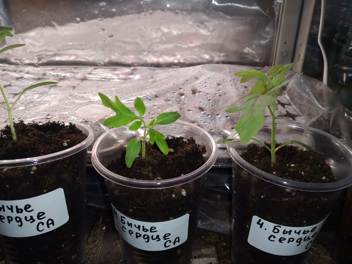 Бычье сердце