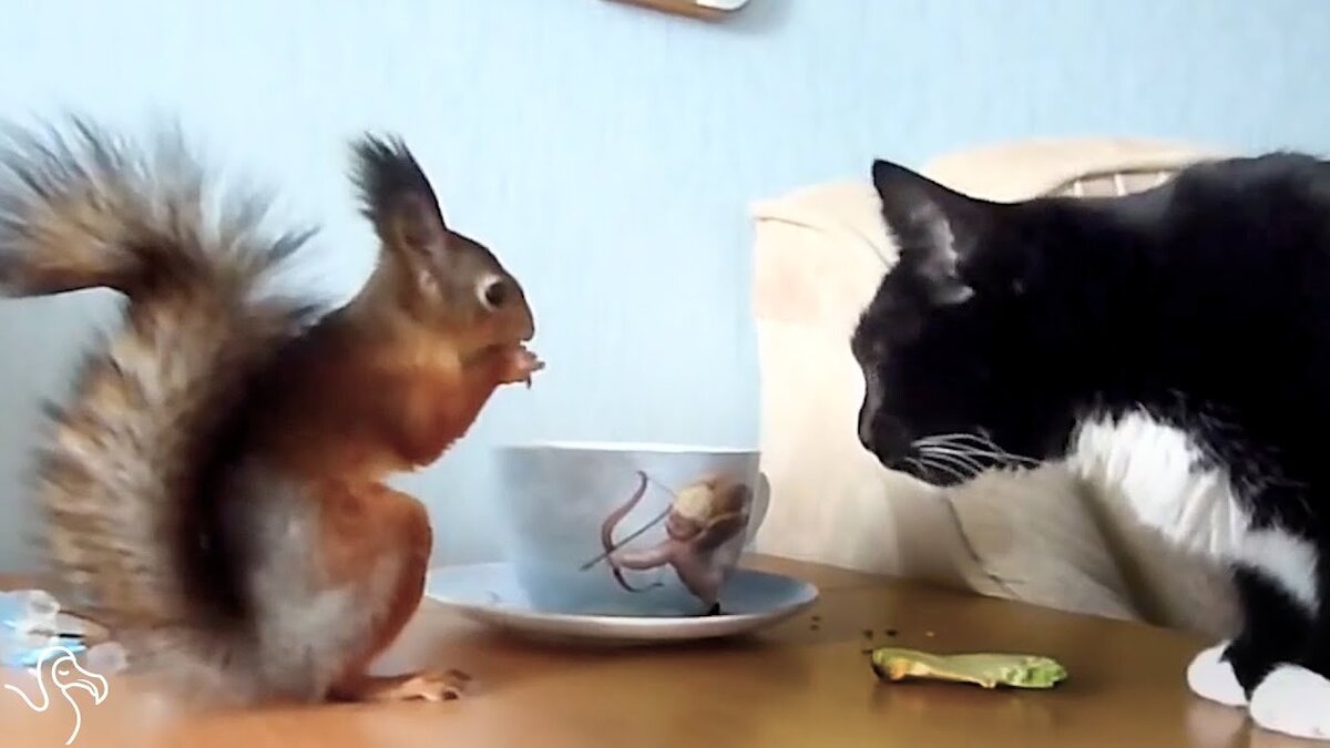 Белка и кошка