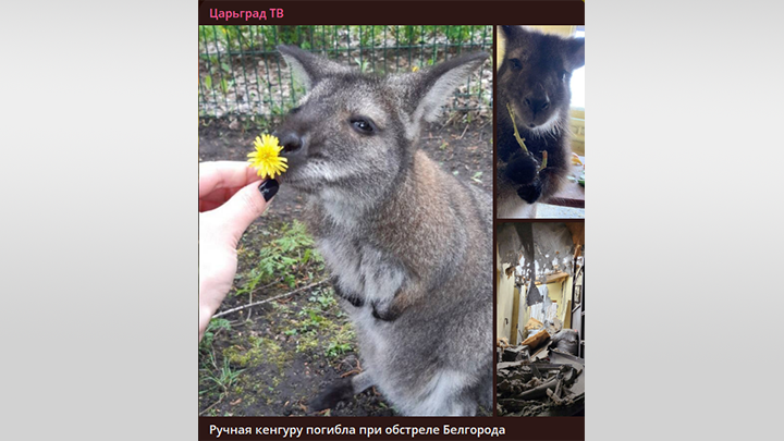 РУЧНАЯ КЕНГУРУ ГРАНДИ ТАКЖЕ СТАЛА ЖЕРТВОЙ ОБСТРЕЛОВ ВСУ. СКРИН С ТГ-КАНАЛА "ЦАРЬГРАД ТВ"