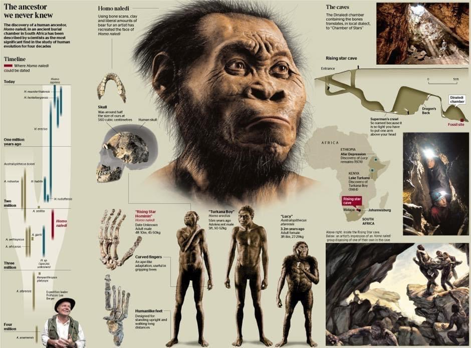 Гомо наледи (лат. Homo naledi). Реконструкция.