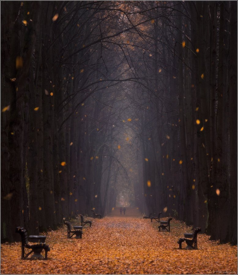 / Листопад / Влад Соколовский