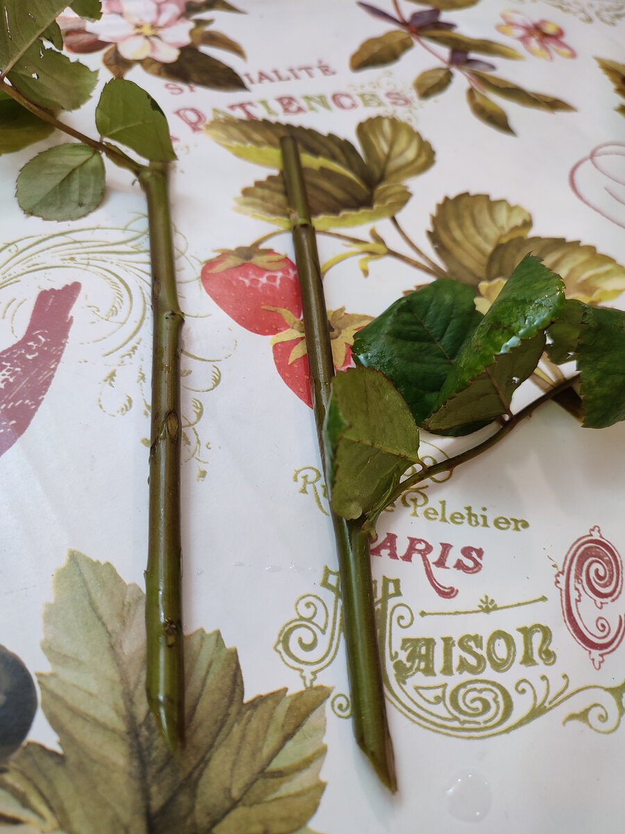 Черенки моей розочки