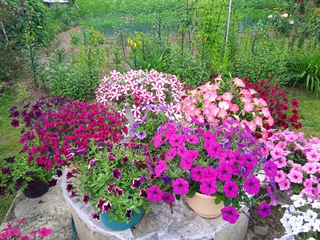 Летние краски