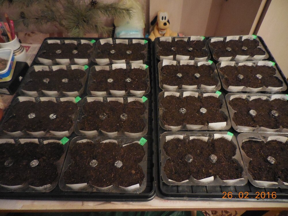 Собачка от удивления глаза вытаращила!