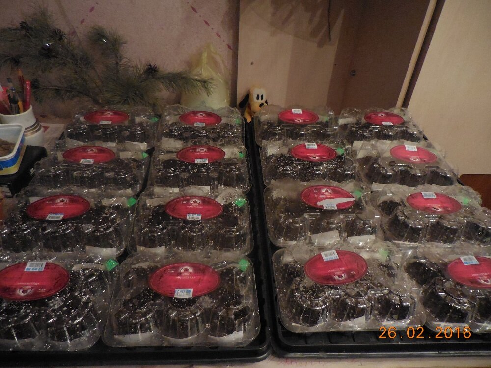 Закрытые крышками получились, как минитеплички