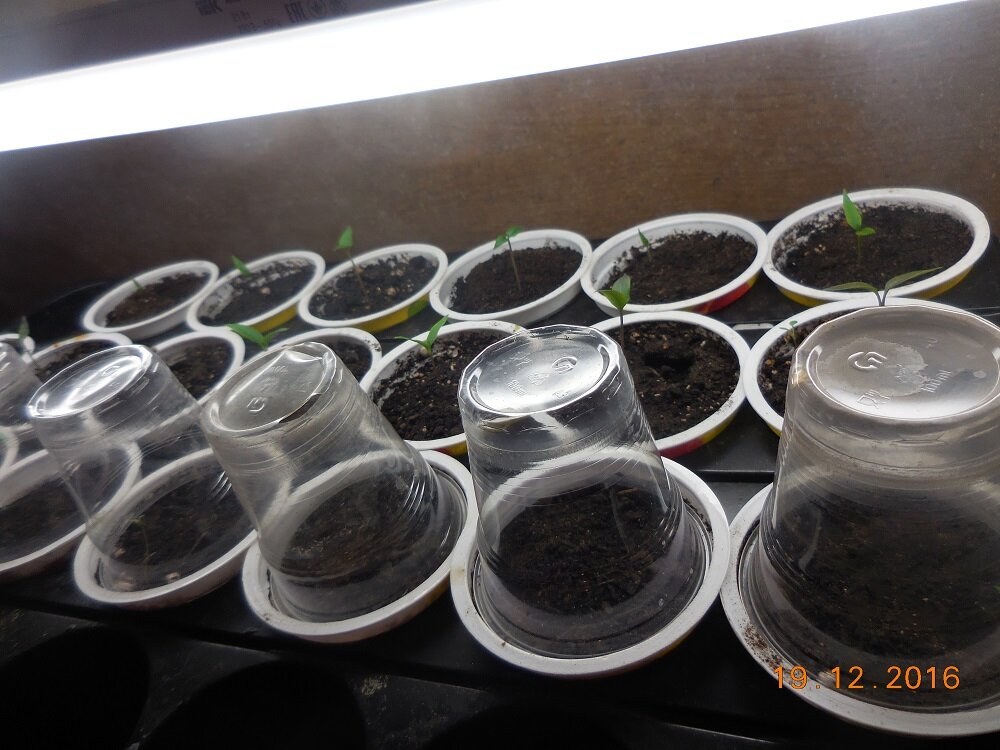 Всходы перца в стаканчиках из-под йогурта