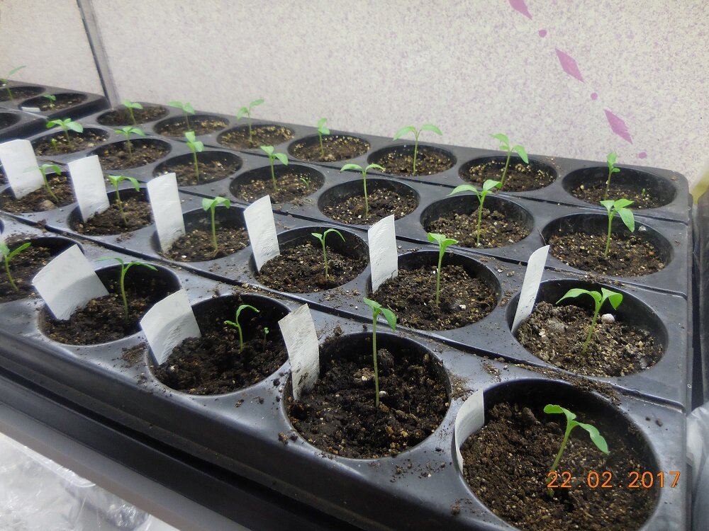 В кассетах - одно семечко в ячейке