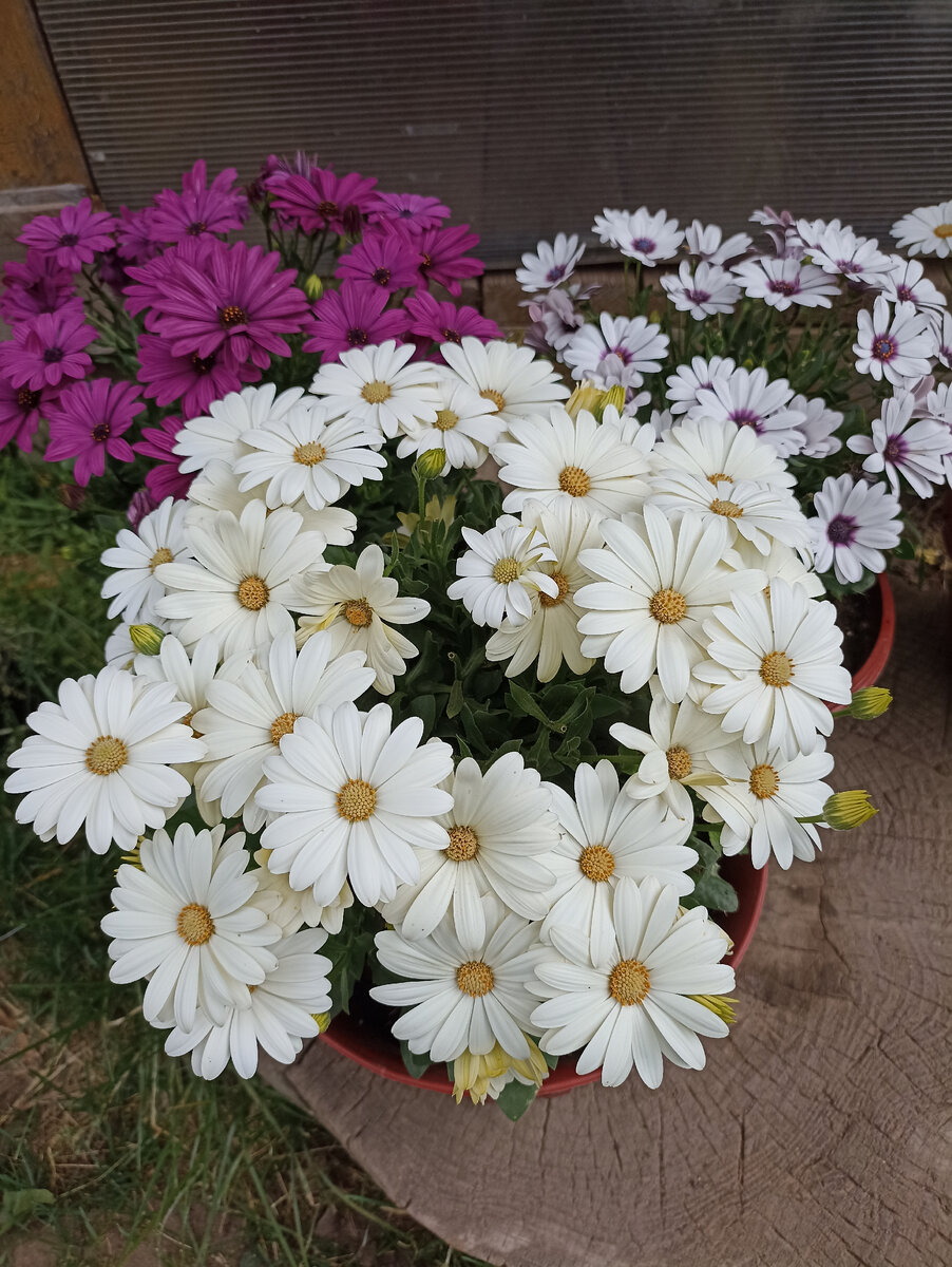 Остики в вазонах на 8 литров