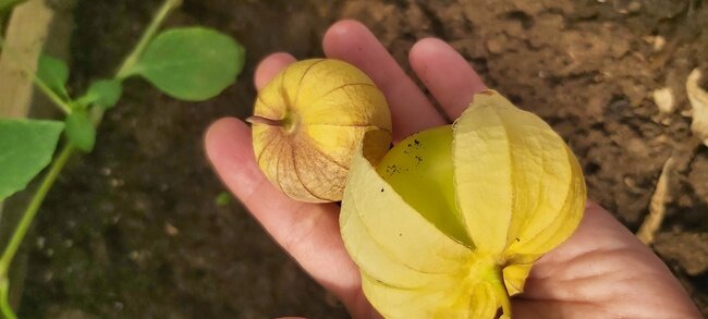 Фото автора. Плоды физалиса