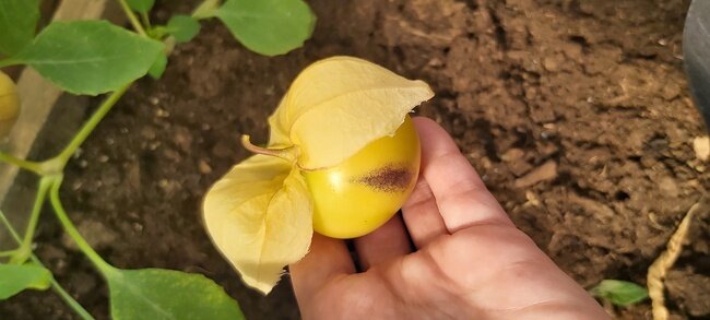 Фото автора. Крупноплодный физалис