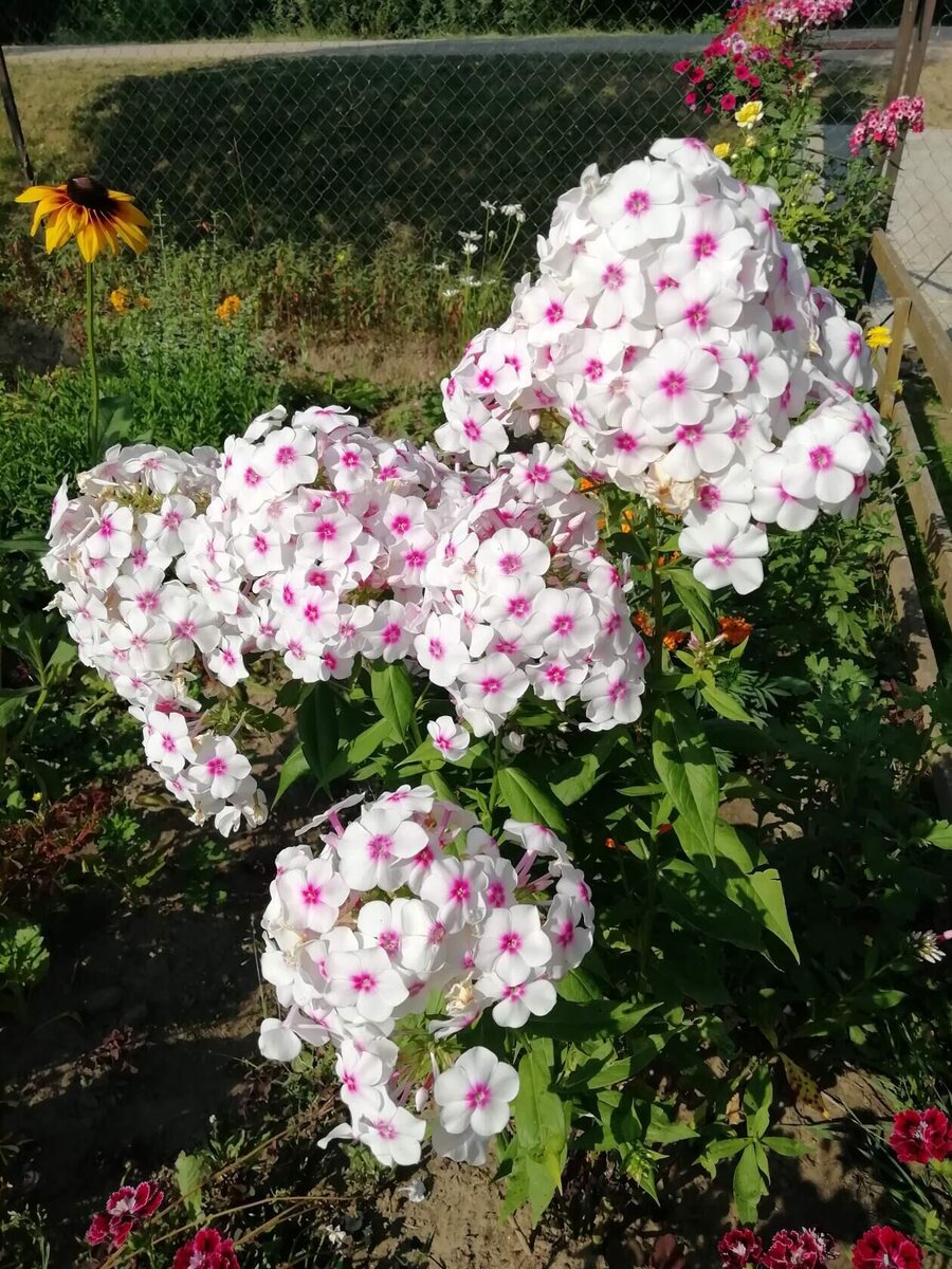 Флокс метельчатый