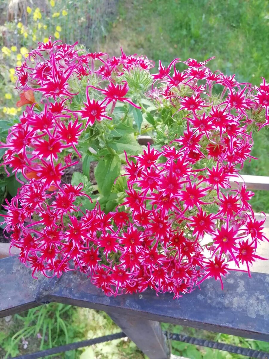 Маленькие фейерверки
