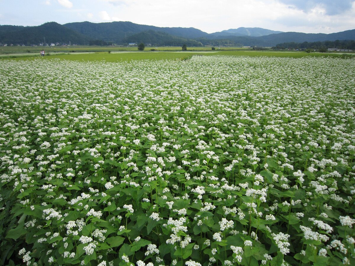 гречиха посевная