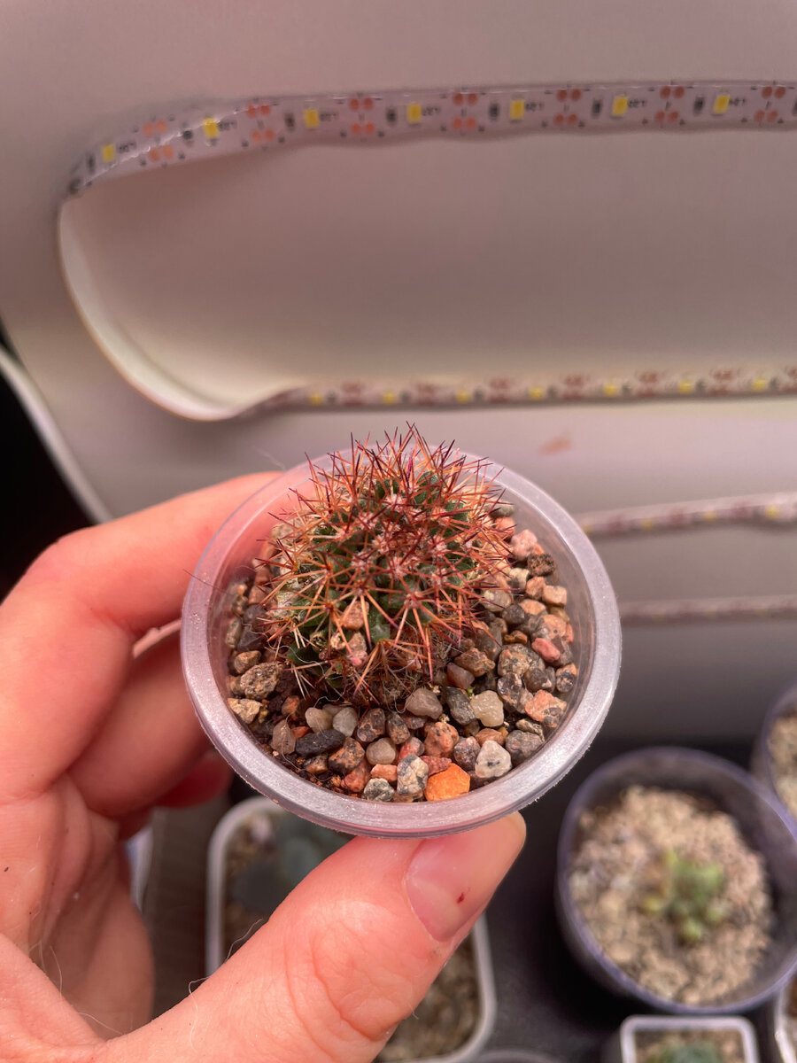 Я посадила растение в стаканчик с хорошей системой для стока воды. Сверху я поставила лампу Uniel, чтобы растение получало достаточно света. Я также следила, чтобы поливать его не слишком много. Благодаря этому растение начало хорошо расти и становиться здоровее.