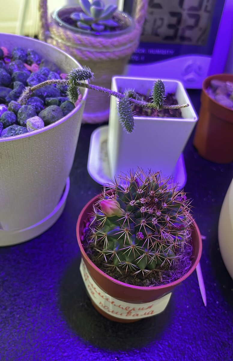 Конец февраля. Первые дни после покупки. По окончанию своего отпуска, чтобы разбавить мою грусть, муж подарил мне эту цветущую Маммиллярию и Эхеверию Нюрнберга, ту самую, с красными листьями 