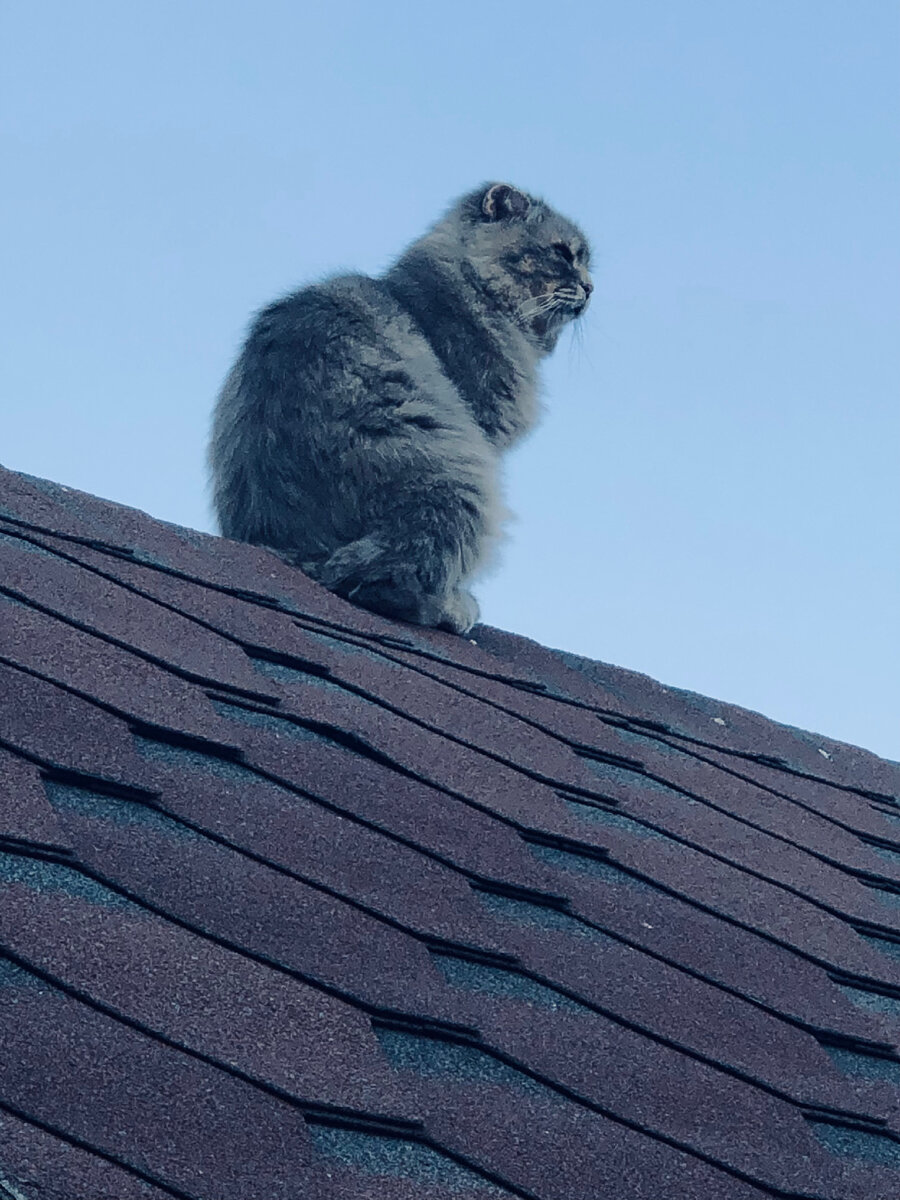 Котодевушки, вы где?