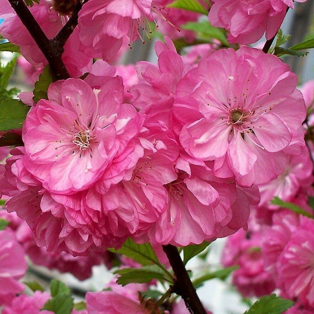 Миндаль трехлопастный Танюша