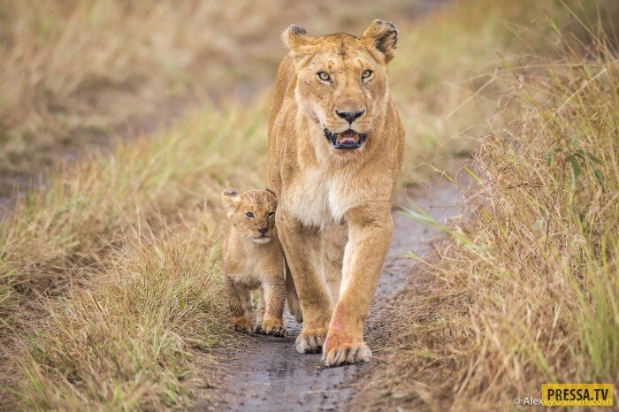 Леопард охотится на антилопу. Рысь волк медведь. Гепард vs кота. Хищные животные и птицы. Среди хищников.