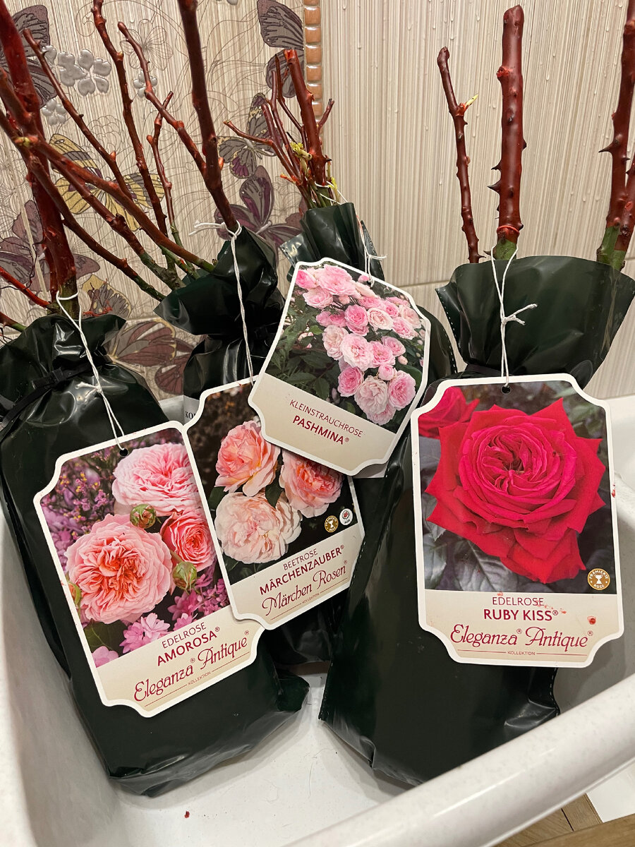 Саженцы с открытой корневой системой. Как сохранить розы в марте до посадки. Саженец с открытой корневой. Черенок розы кордана. Как сохранить розы в марте до посадки.