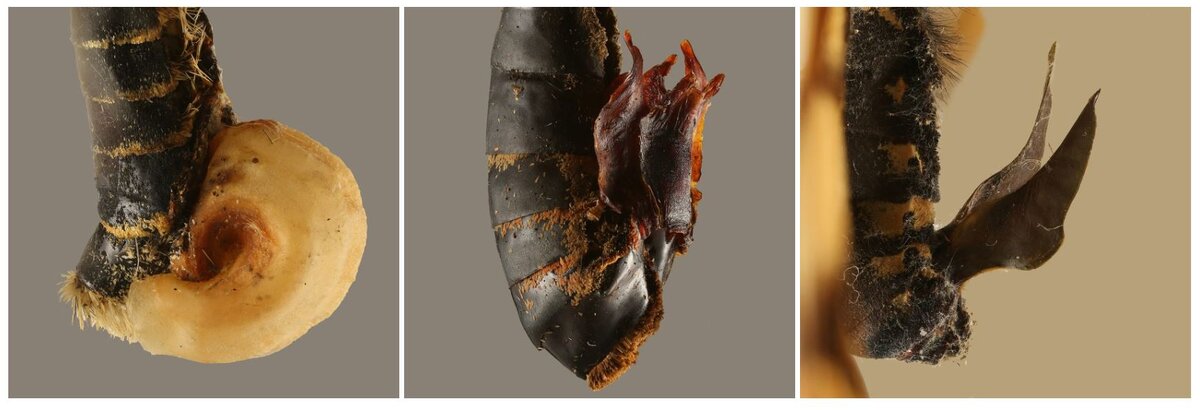 Сфрагисы различных видов бабочек (не только щетиноногих).